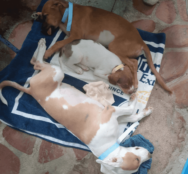 esterilizacion